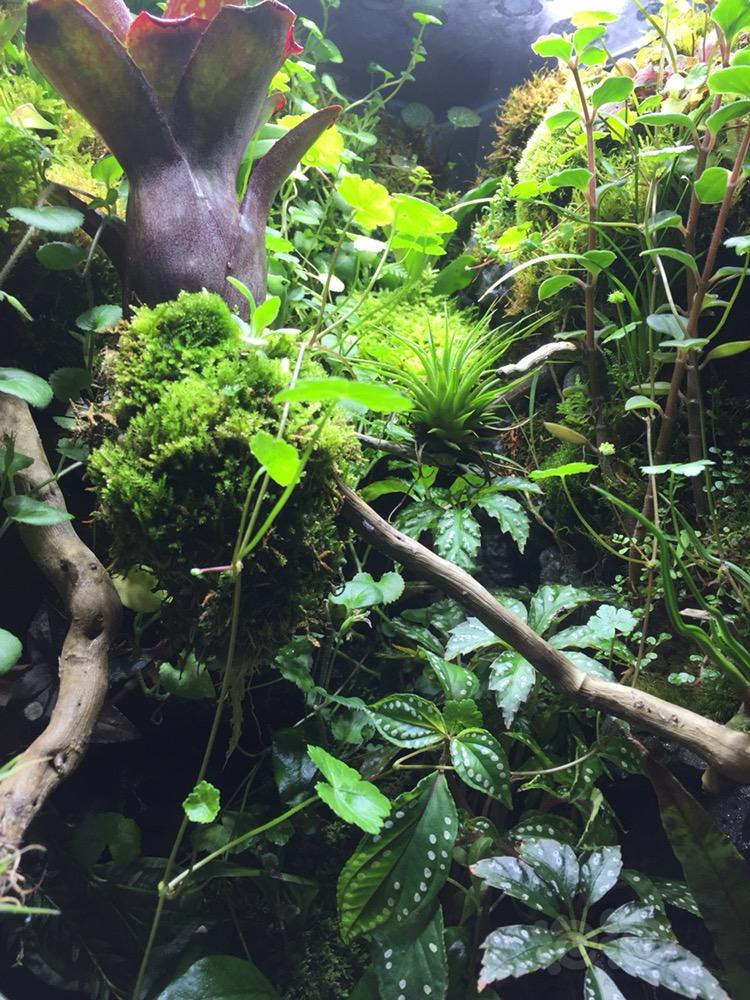 【出售】雨林缸 40 40 60 植物已经出状态了 带底柜 3000 哈尔滨市交易-图6