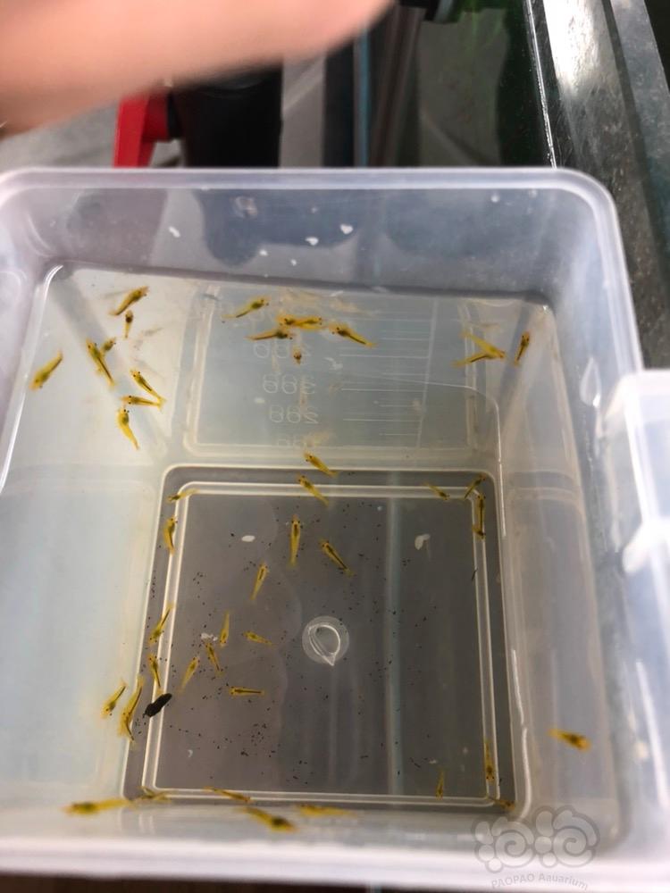 【虾】2018-04-18#RMB拍卖黄金刚水晶虾。-图2