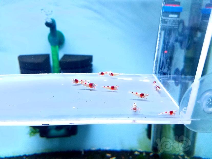 【虾】2018-04-17#RMB拍卖红白水晶虾10只-图3