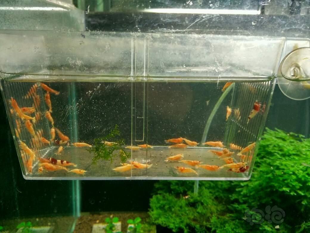 20180412rmb拍卖酒红金虾公55只