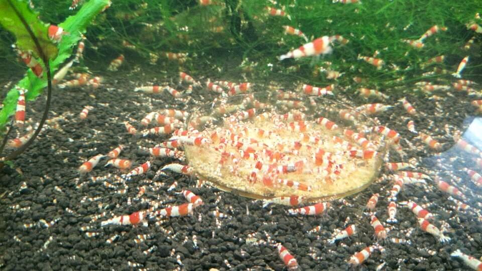 红白练手水晶虾-图2