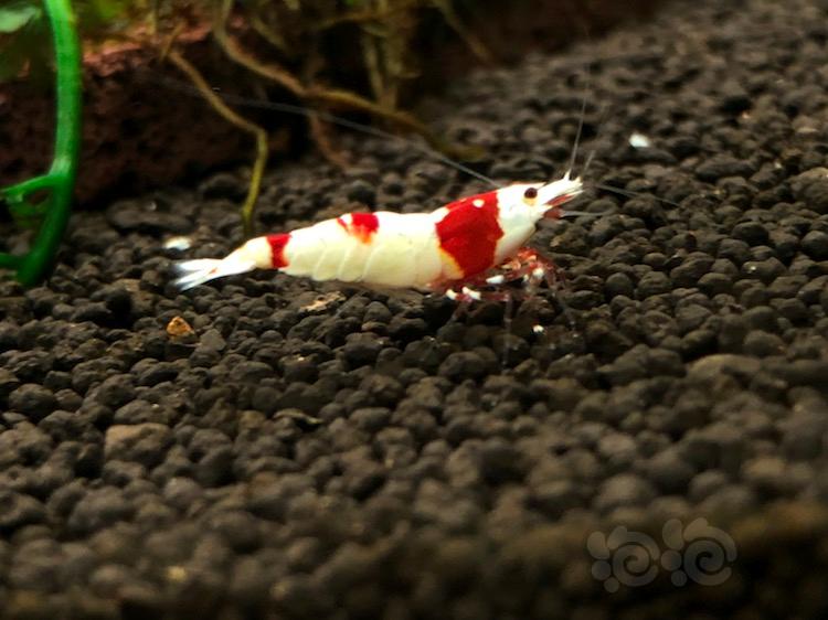 【虾】2018-04-15#RMB拍卖红白水晶虾一只-图1