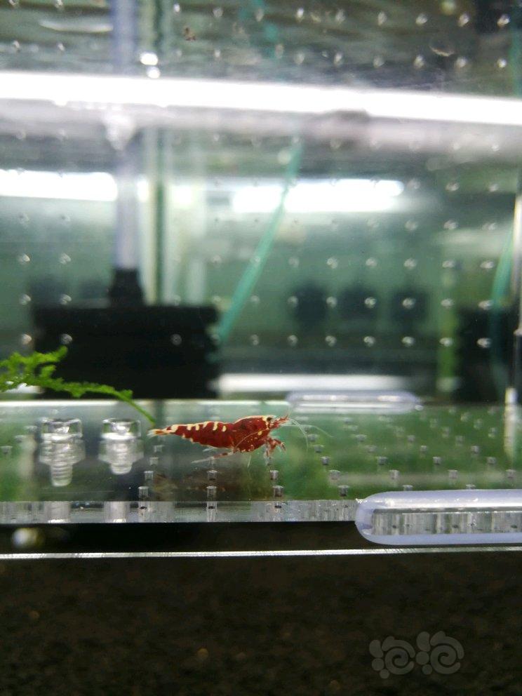 【虾】2018-04-23#RMB拍卖红鱼骨 成母1只-图5