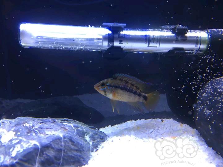 【短鲷】帕帕吉虹翼宝石公鱼，浅色底沙下的发色-图2