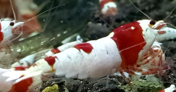 红白水晶虾是永久的经典-图6