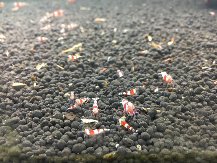红白水晶虾小虾-图3