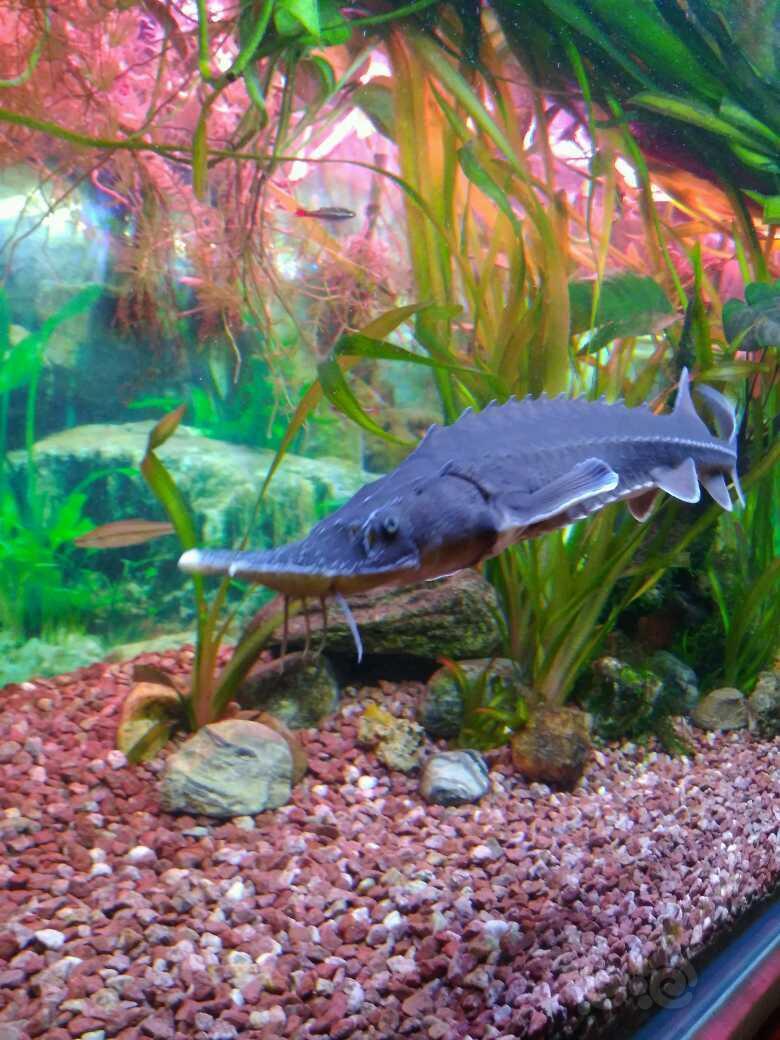 国内原生鱼生长速度放缓的小鲟