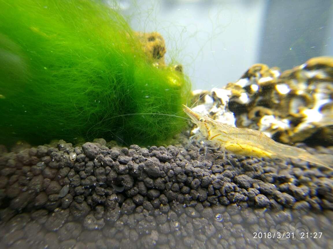 除黑藻丝藻非你莫属-图1