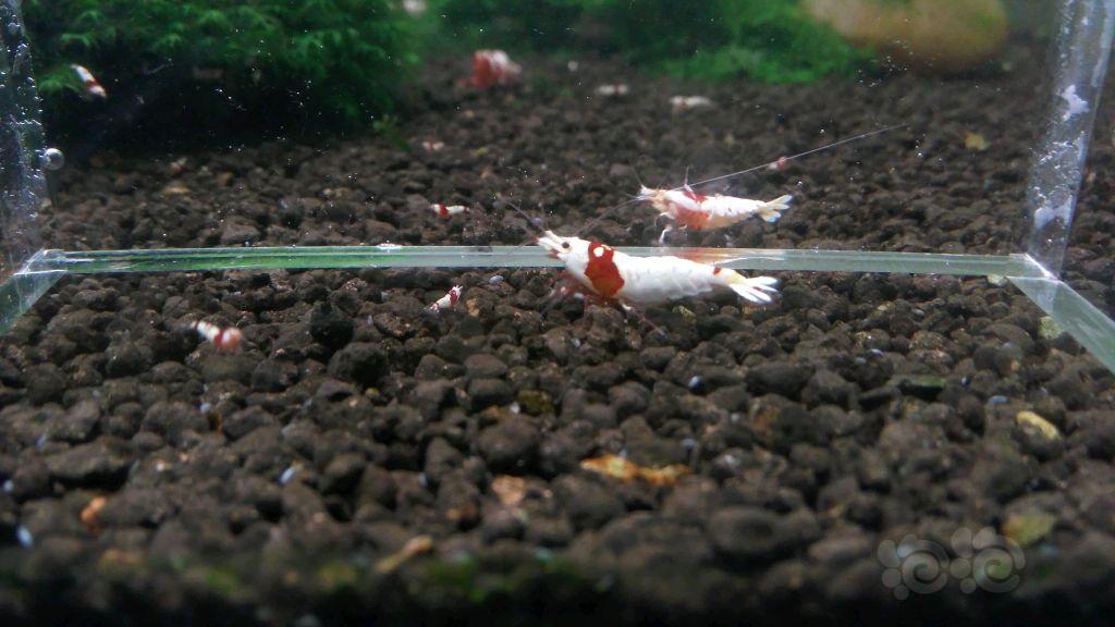 【虾】2018-4-12#RMB拍卖红白水晶虾成虾1对-图2