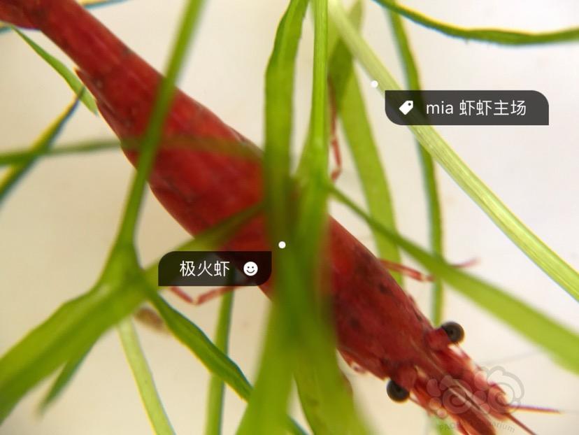 【出售】极火虾琉璃虾樱花虾-图2