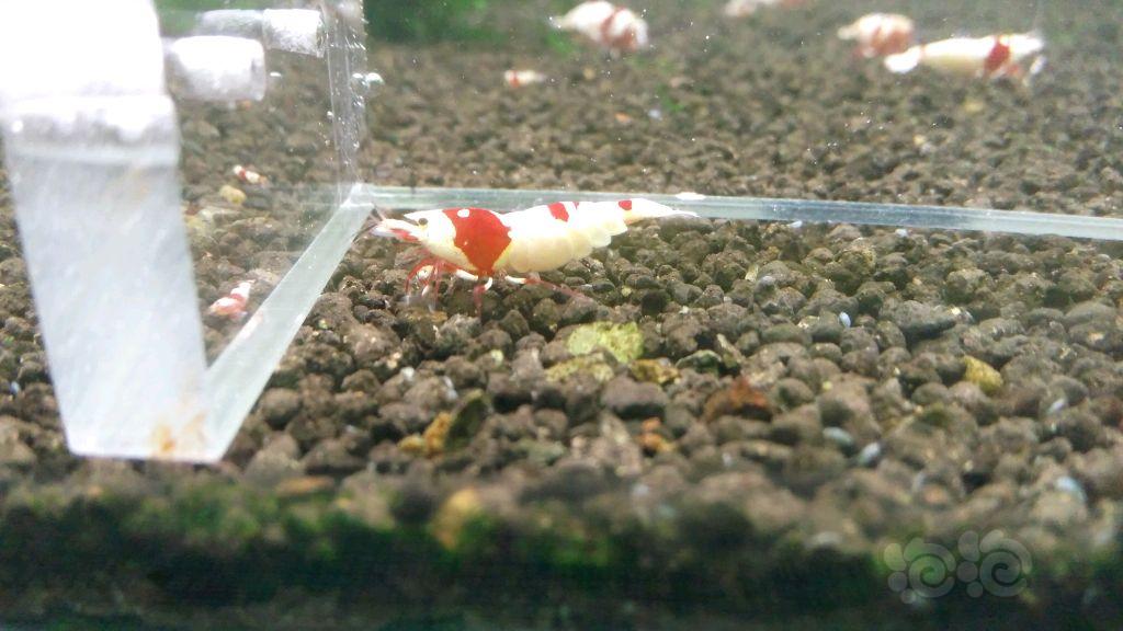 【虾】2018-4-12#RMB拍卖红白水晶虾成虾1对-图4