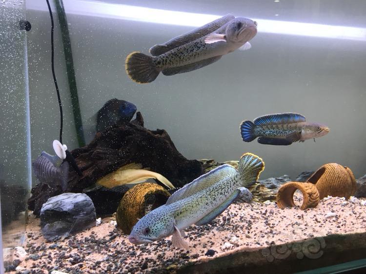 雷龙在买一些其他雷龙来混缸会怎么样04