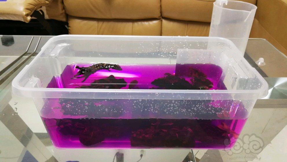 刚从草友那收了些椒榕准备放虾缸里绑草的火山岩对虾子有影响吗