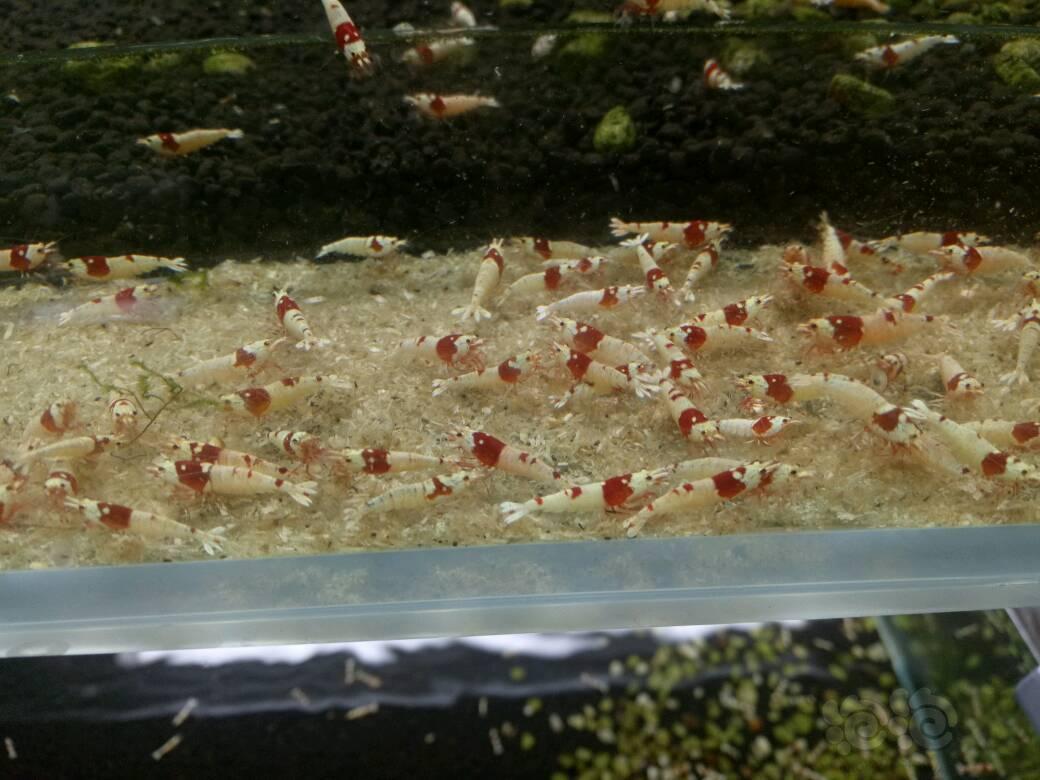 【出售】出售红白纯血水晶虾，丸禁，禁止级别3元，白躯级别6元。-图1