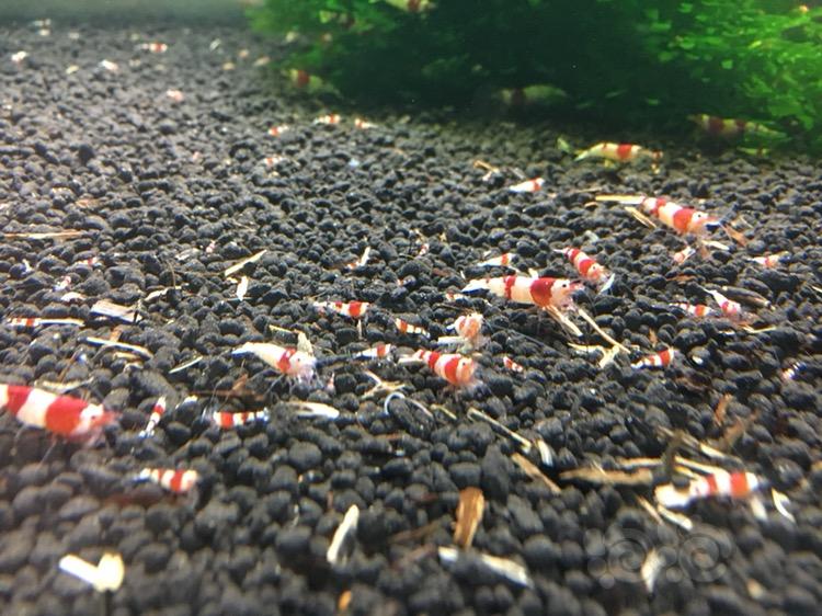 红白水晶虾小虾-图1