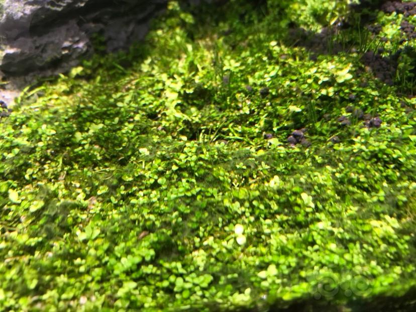大神们，这是什么藻啊？怎么治-图3