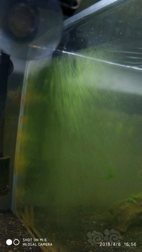 爆藻了爆藻啦缸里的藻越来越无法无天-图2