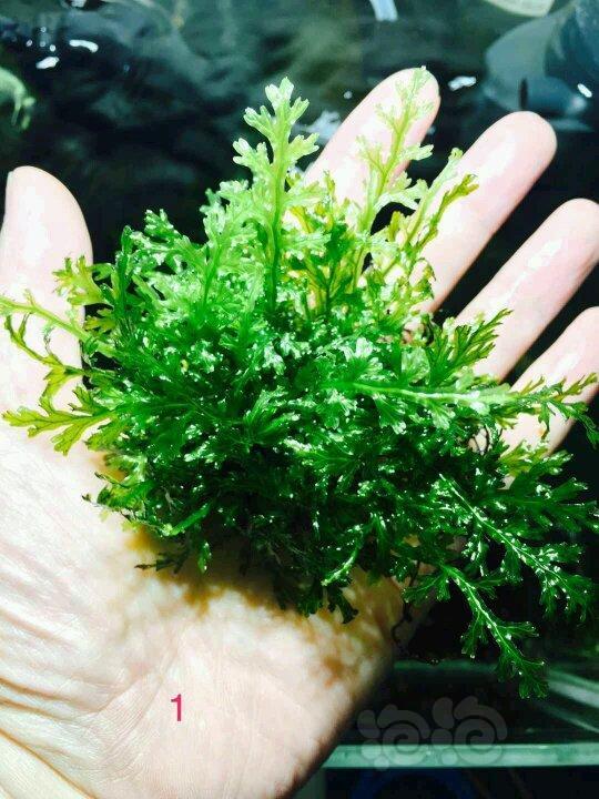 出售出果露蕨水下细纹西瓜珊瑚莫斯