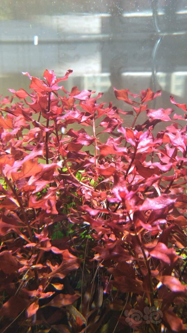 出打头普太紫红丁香