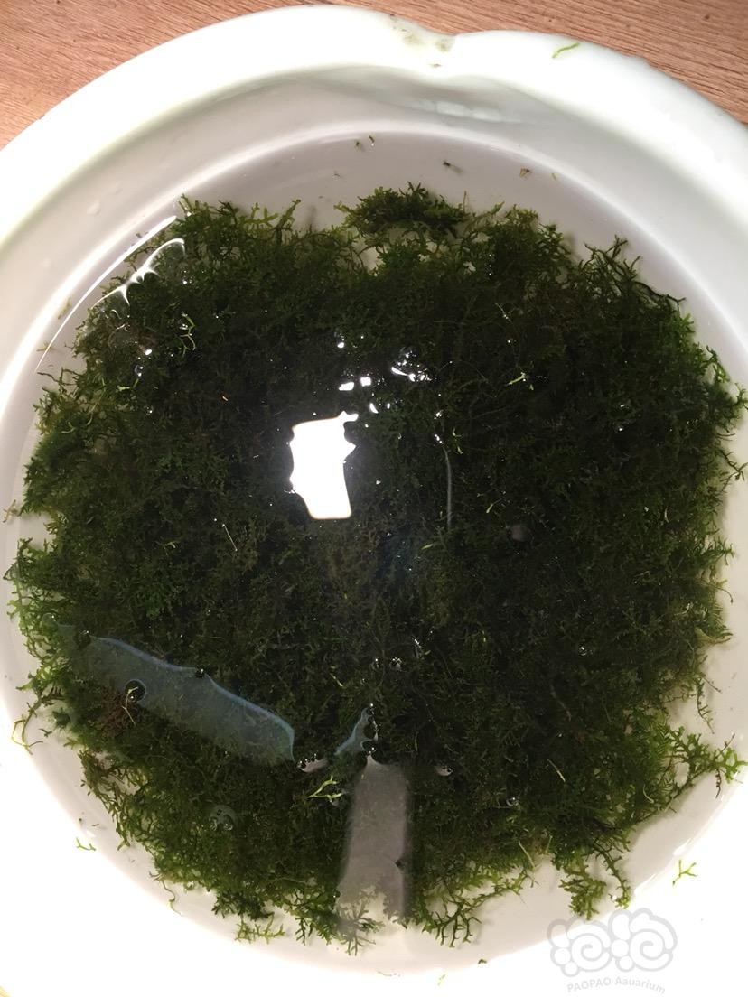 甩卖点爆藻的青木蕨和一小盆珊瑚莫斯-图6