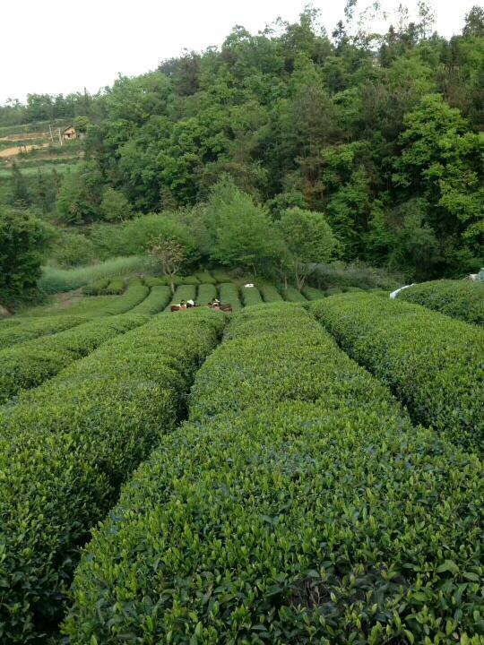 【用品】2018-4-25#RMB拍卖纯天然绿茶-图2