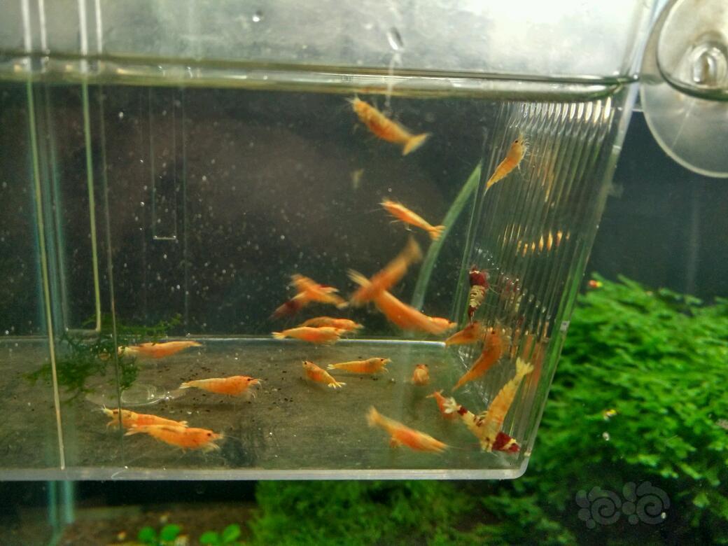 20180412rmb拍卖酒红金虾公55只