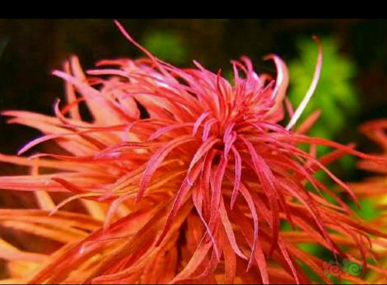 温度:温度低点有利于红草发色,在低温条件下叶绿素