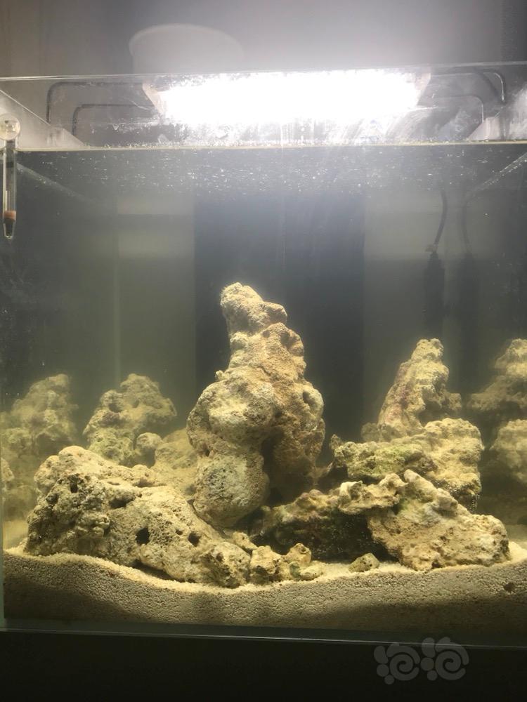 海缸新手教程贴从爆藻开始持续更新