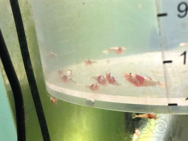 【虾】2018-04-16＃RMB拍卖红白水晶虾20只-图1