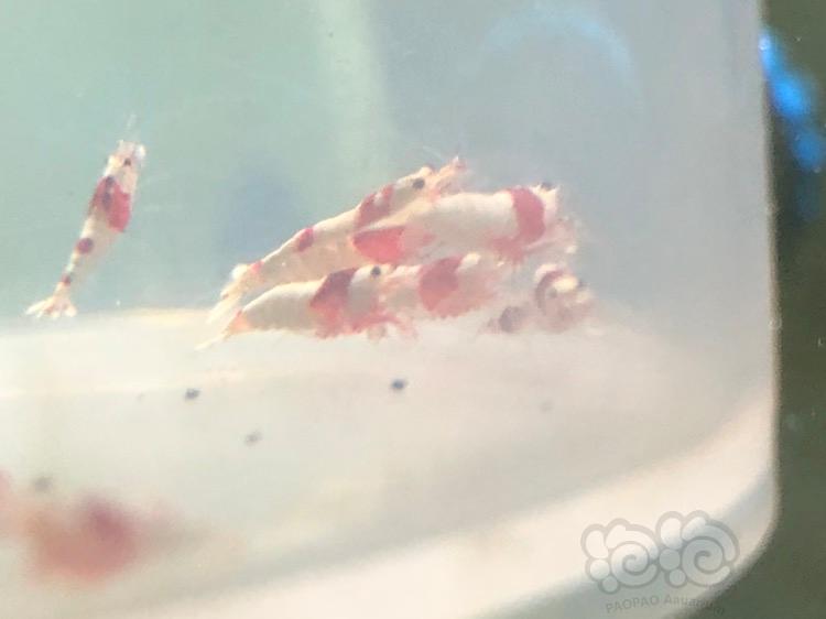 【虾】2018-04-16＃RMB拍卖红白水晶虾20只-图2