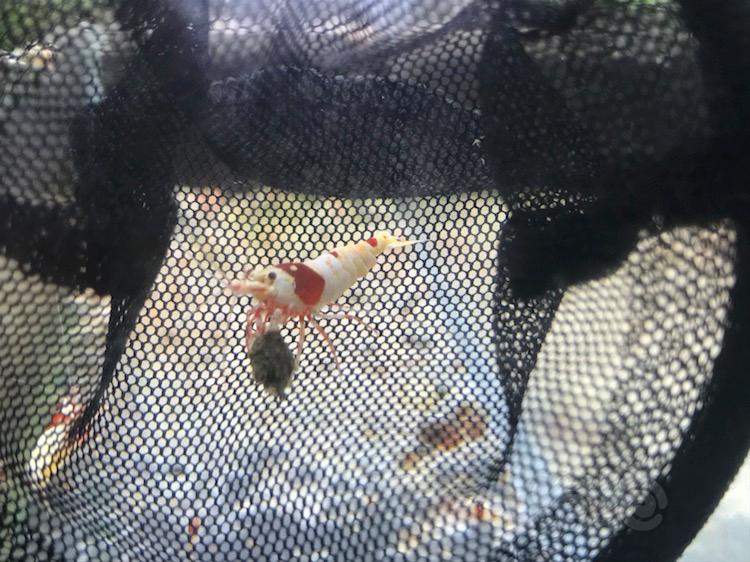 【虾】2018-04-18#RMB拍卖纯血红白公一只-图1