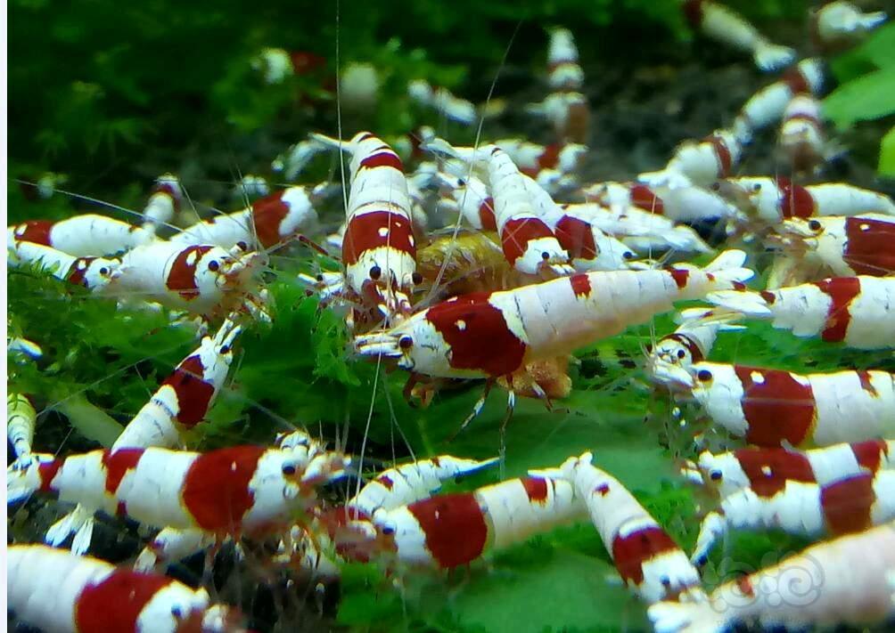 水晶虾缸中的虾虾-图4