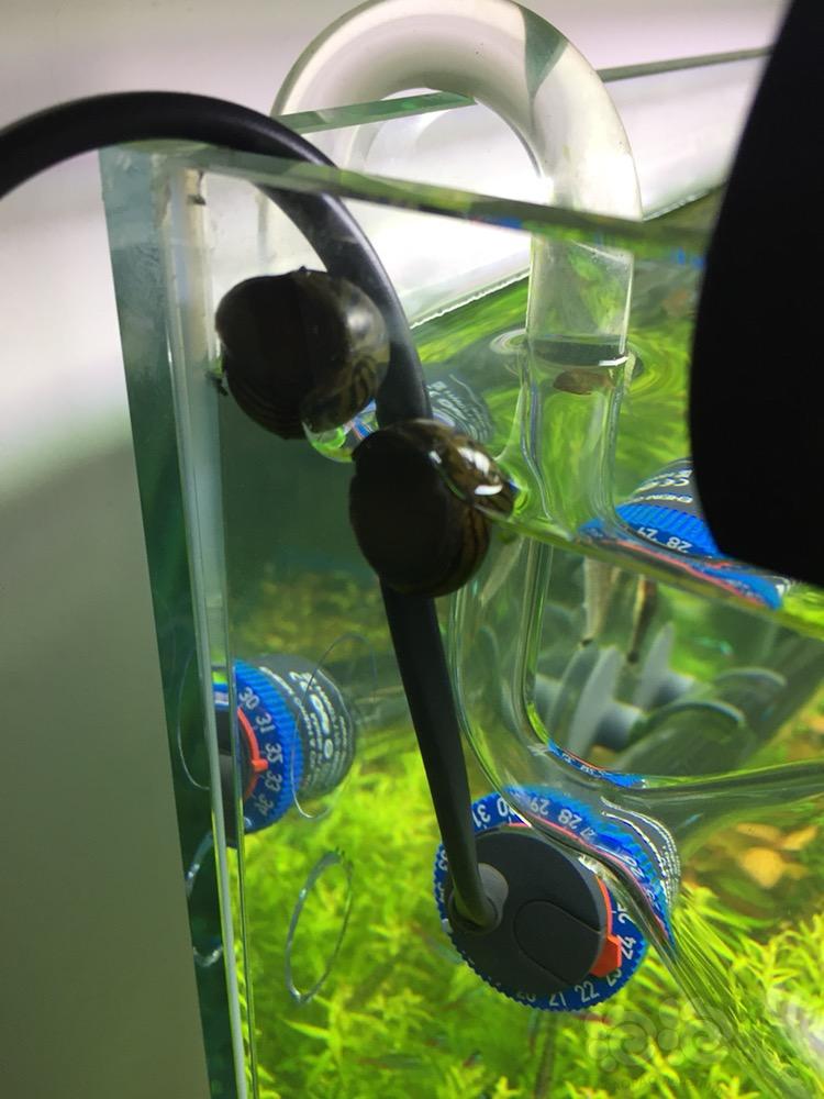 斑马螺似乎很不喜欢缸里的水啊-图1