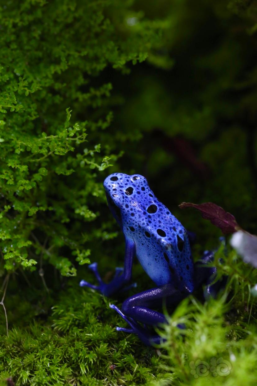 【雨林】小蓝兔配小蓝蛙-图3