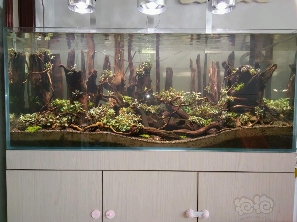 這麼多年的魚缸造景,開始玩石頭景,後來玩沉木景