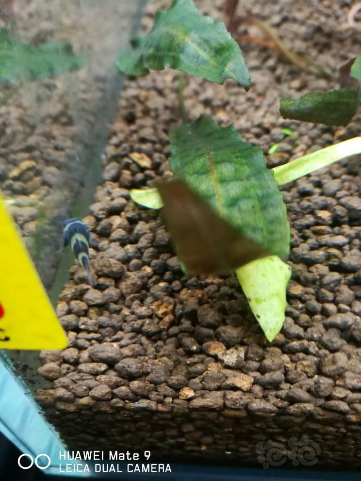 【虾虎】小蜜蜂飞在花丛中-图6