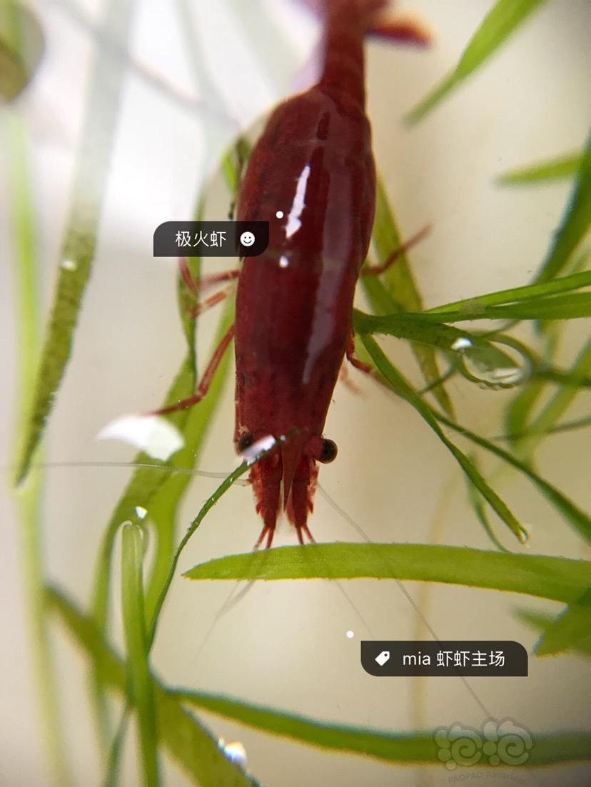 【出售】极火虾琉璃虾樱花虾-图1