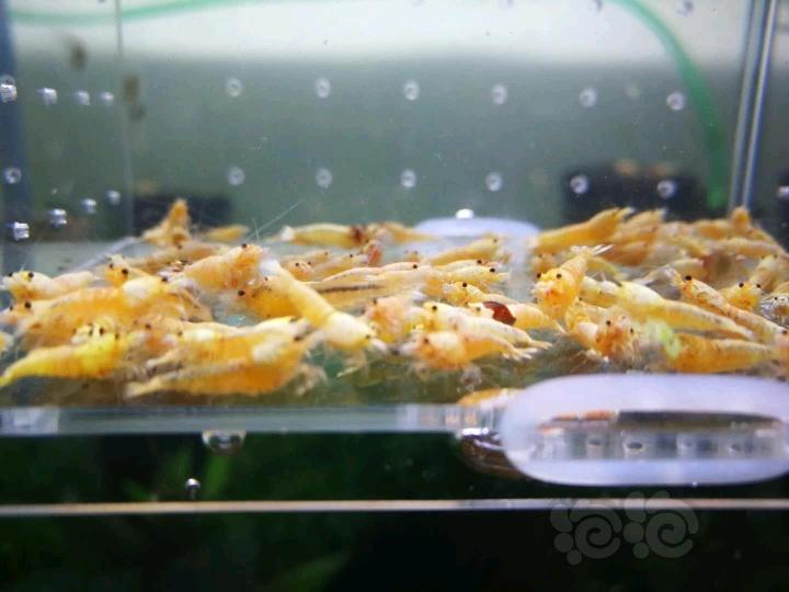 【虾】2018-04-05#RMB拍卖淘汰酒红白金虾100只-图5