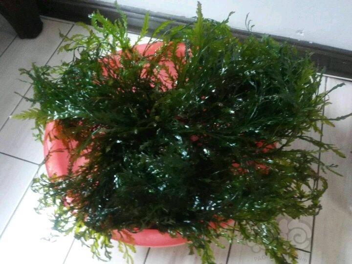 水草交易 帮朋友出凤尾蕨凤尾蕨一堆,状态极好,如图,量很大,地砖是50