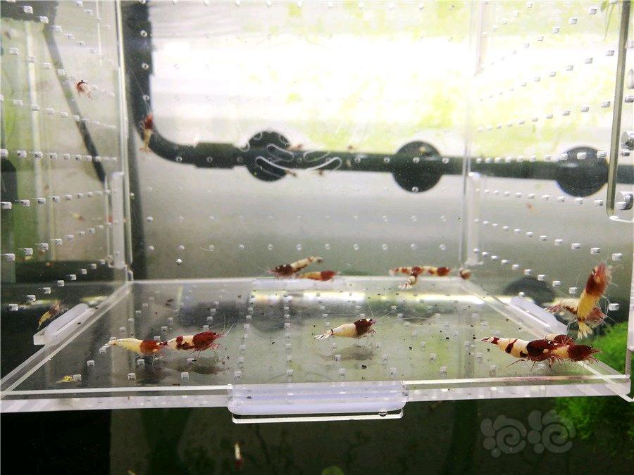 减密度，出德系红pinto水晶虾-图3