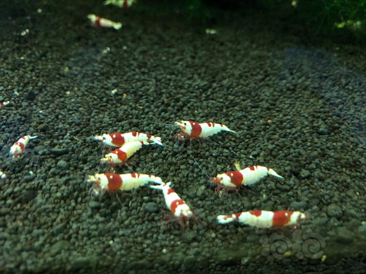 【出售】特惠出售纯血红白水晶虾-图1