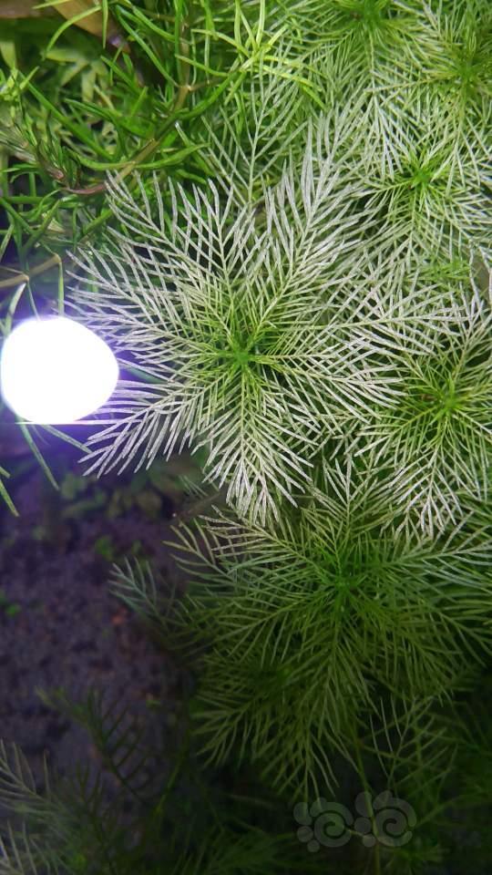 坐标:河南无藻!状态巅峰,现要现采,当天发.丹麦红玫瑰1.