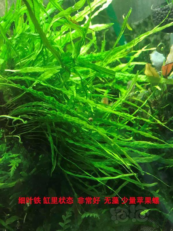 【出售】状态好的细叶铁 珊瑚美凤定植沉木-图1