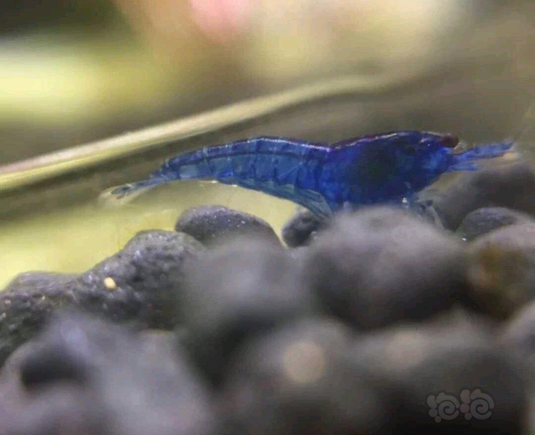 【出售】出售自养蓝宝石虾，美凤莫斯-图2