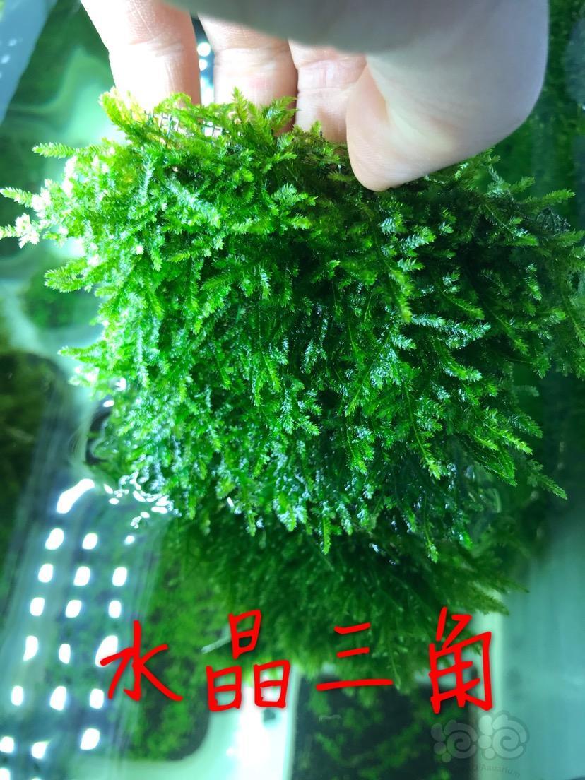 出叉柱各类莫斯爬地水榕辣椒榕若干