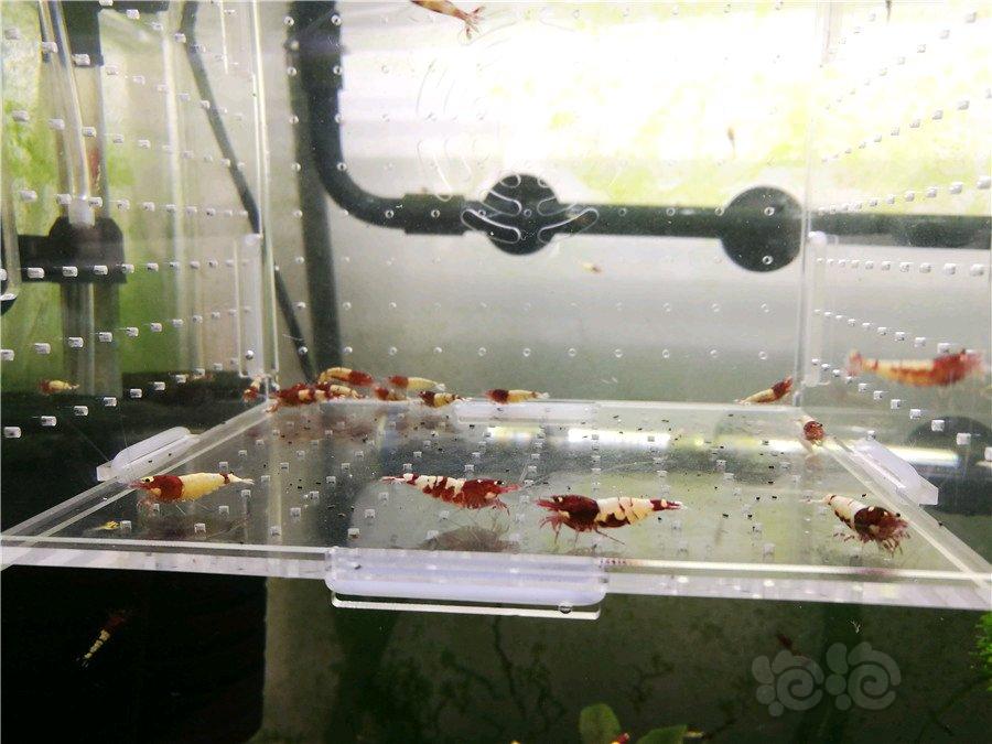 减密度出德系红pinto水晶虾-图2