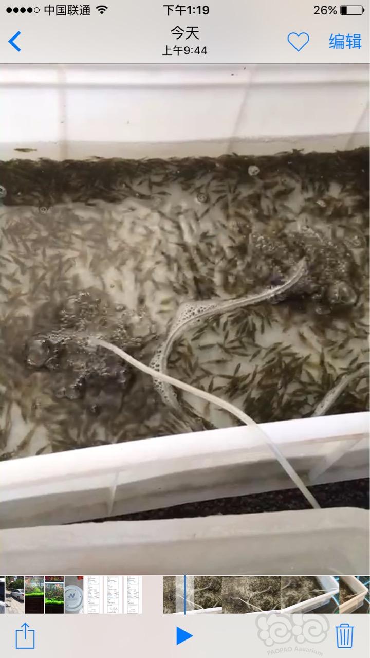 出售设备黑壳虾，京津冀地区-图2