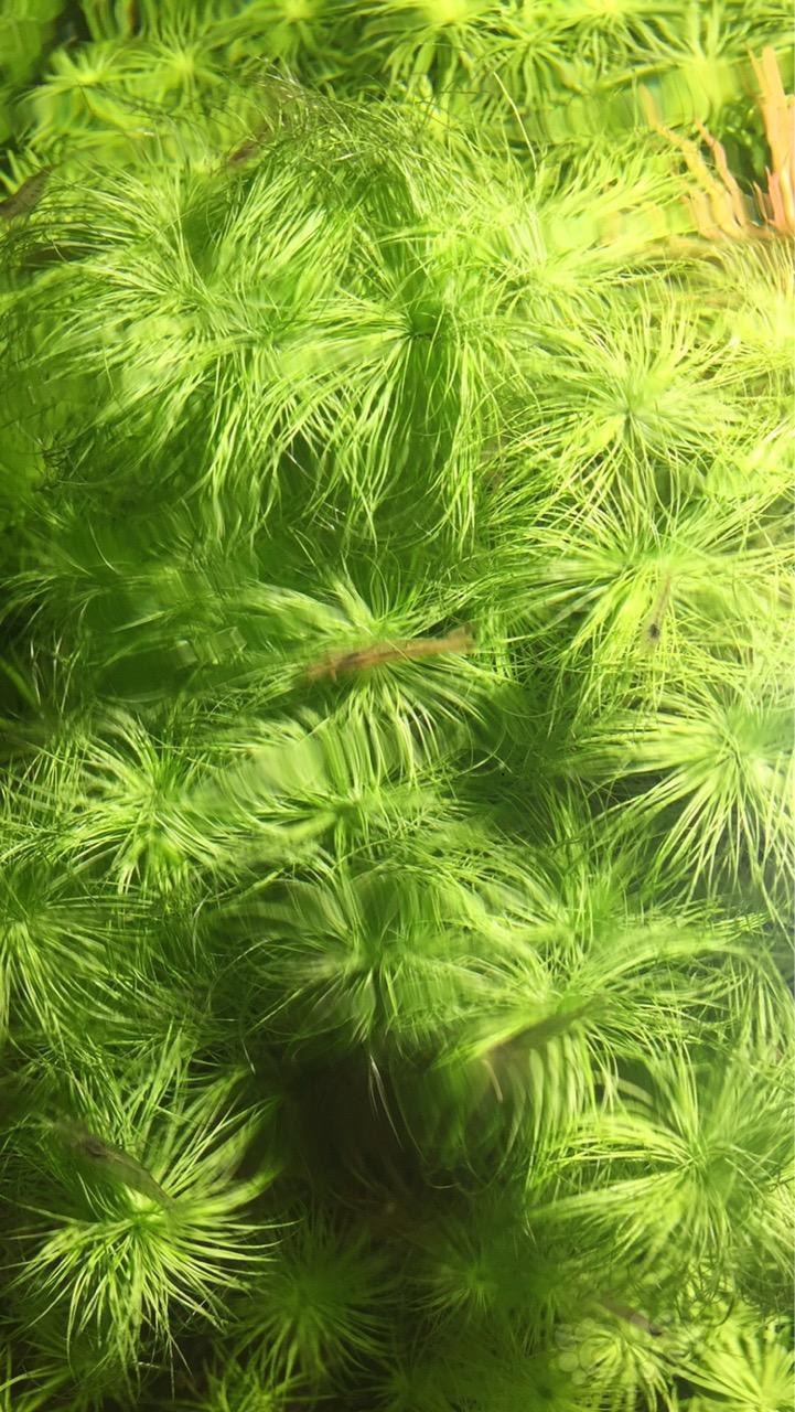 普太绿太阳晒晒长得快