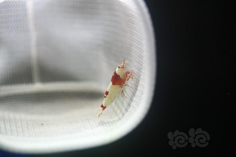 【虾】2018-5-2#RMB拍賣純血紅白水晶蝦一對-图4