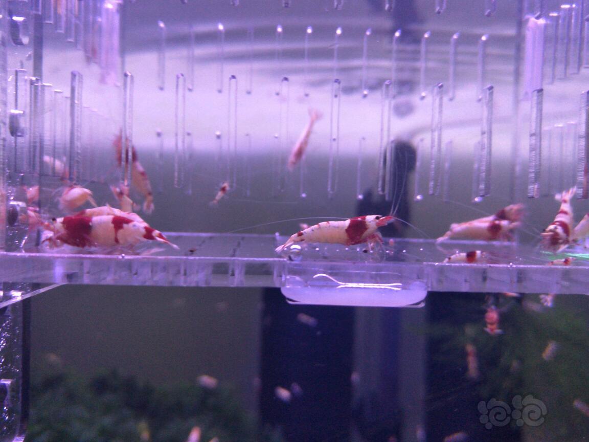 【虾】2018-5-08#RMB拍卖红白水晶虾成虾10只（5母5公）-图4